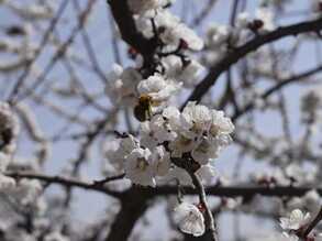 纯白的杏花芳香满树，采蜜的蜂飞舞盘旋