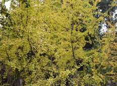 寻觅秋的味道之成都2021银杏初来