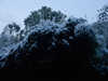 成都雪景一隅20200108树梢