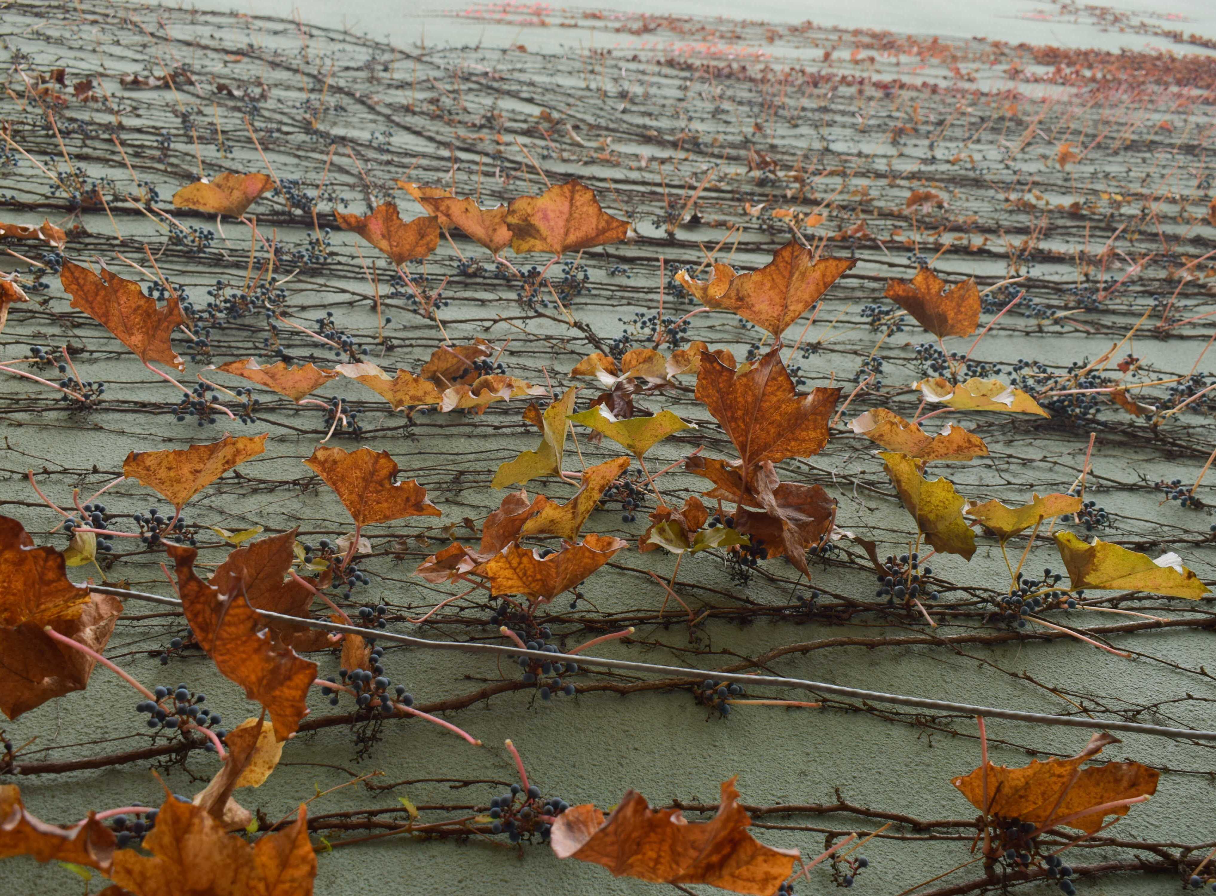 藤蔓染红了秋天的墙