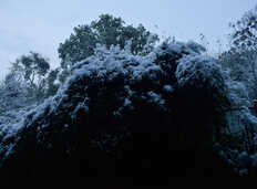 成都雪景一隅20200108树梢