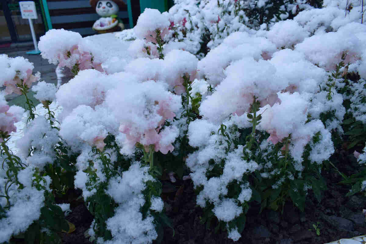 成都雪景一隅20200108微景