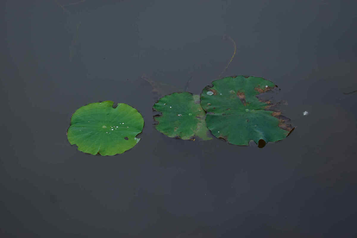 这是我看见的秋天早上